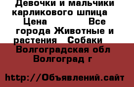 Девочки и мальчики карликового шпица  › Цена ­ 20 000 - Все города Животные и растения » Собаки   . Волгоградская обл.,Волгоград г.